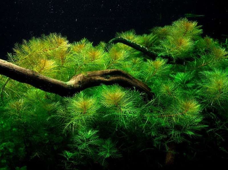 Tropica Myriophyllum Mattogrossense - 1-2-Grow!