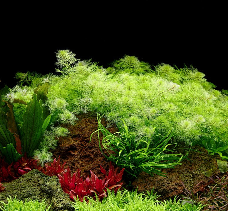 Tropica Myriophyllum Mattogrossense - 1-2-Grow!
