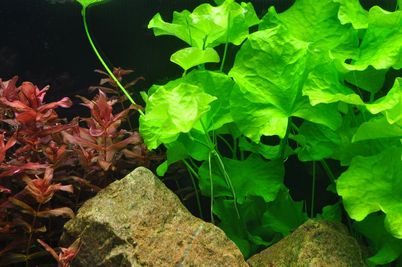 Tropica Nymphoides Hydrophylla 'Taiwan' - 1-2-Grow!