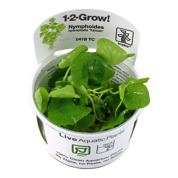 Tropica Nymphoides Hydrophylla 'Taiwan' - 1-2-Grow!
