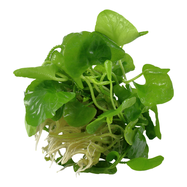 Tropica Nymphoides Hydrophylla 'Taiwan' - 1-2-Grow!