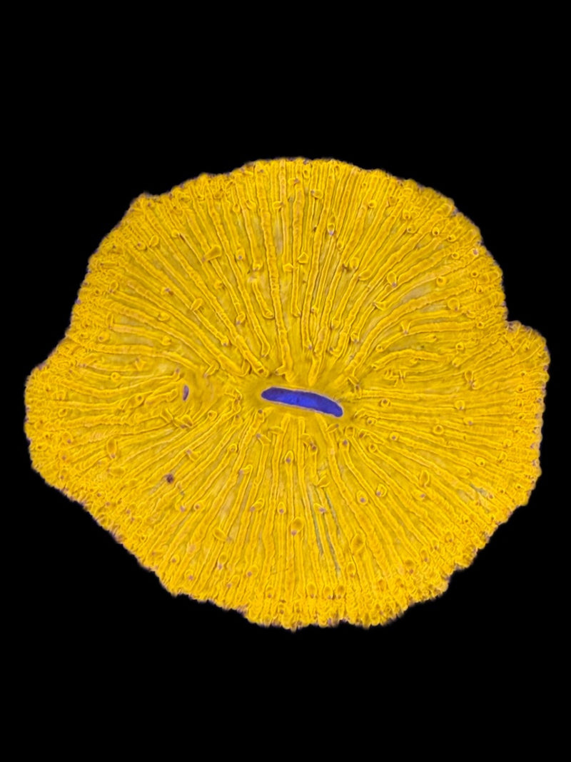 Fungia Plate - Vivid Orange