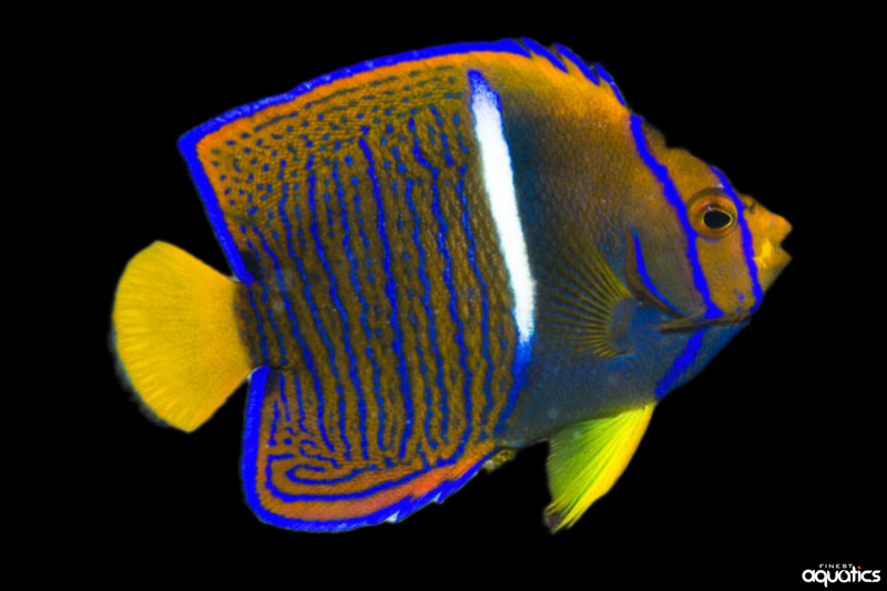 Passer Angel - Juvenile