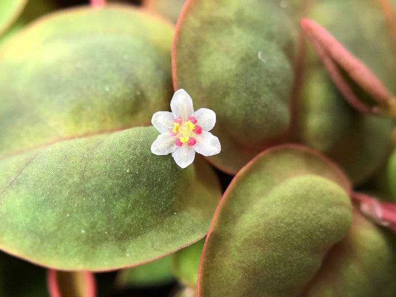 Tropica Phyllanthus Fluitans - 1-2-Grow!