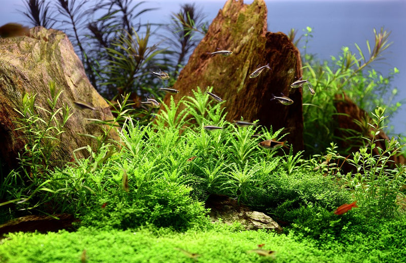 Tropica Pogostemon Helferi - 1-2-Grow!