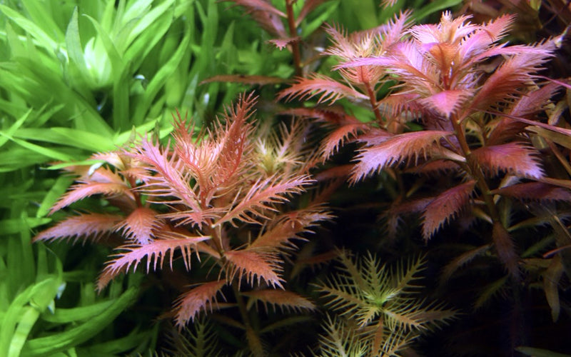 Tropica Proserpinaca Palustris 'Cuba' - 1-2-Grow!