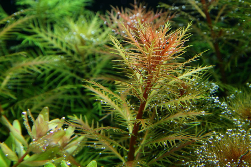 Tropica Proserpinaca Palustris 'Cuba' - 1-2-Grow!