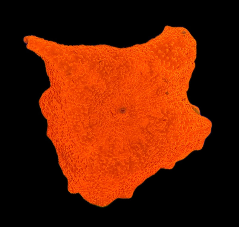Red Discosoma Mushroom