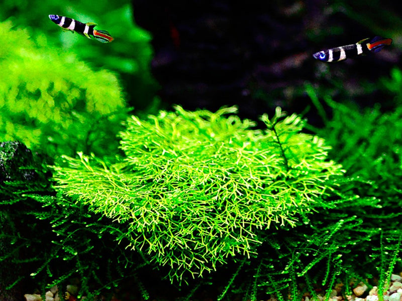 Tropica Riccia Fluitans - 1-2-Grow!