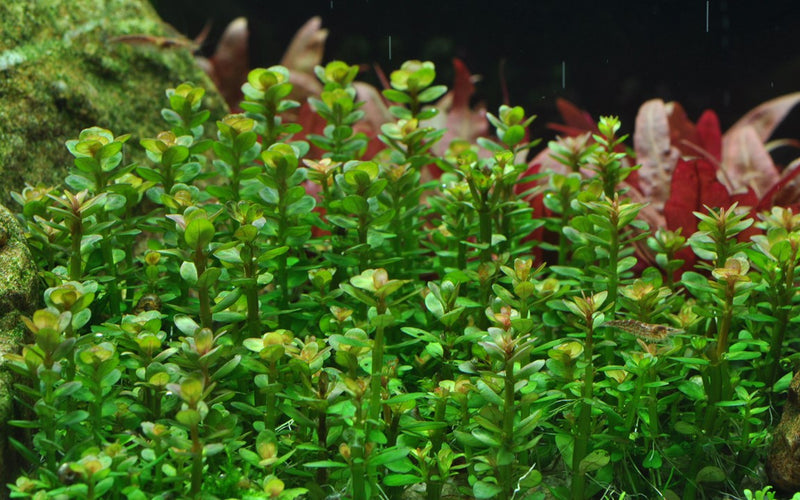 Tropica Rotala Indica 'Bonsai' - 1-2-Grow!