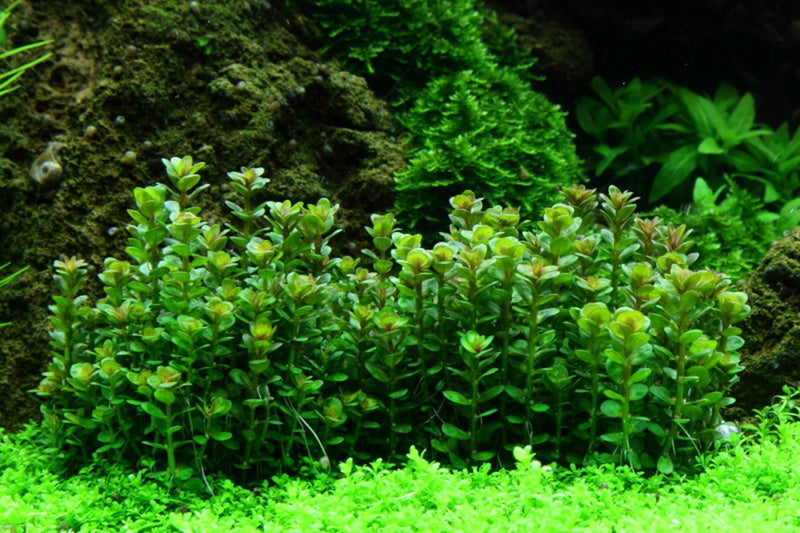 Tropica Rotala Indica 'Bonsai' - 1-2-Grow!
