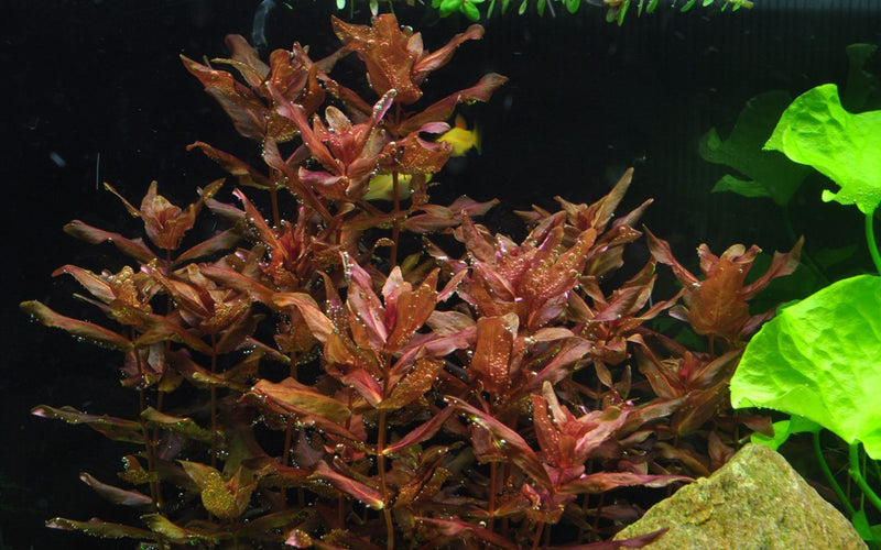 Tropica Rotala Macrandra - 1-2-Grow!