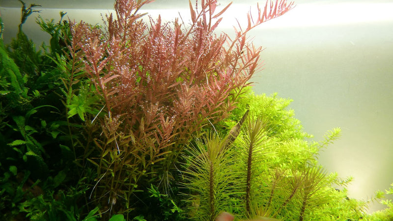 Tropica Rotala Rotundifolia - Standard Pot