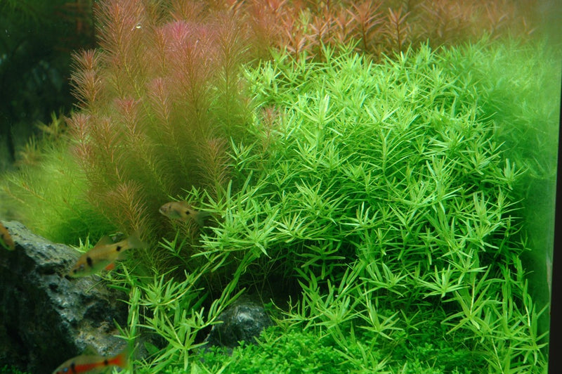 Tropica Rotala Rotundifolia 'Green' - 1-2-Grow!