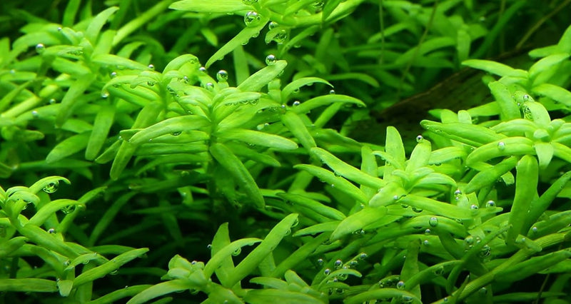 Tropica Rotala Rotundifolia 'Green' - 1-2-Grow!