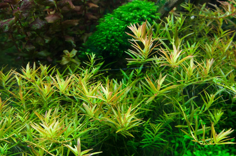 Tropica Rotala Rotundifolia 'H'ra' - 1-2-Grow!