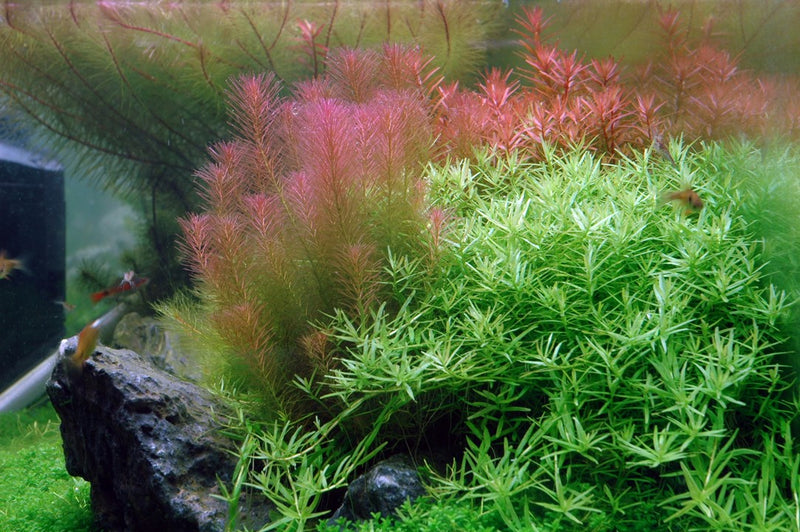 Tropica Rotala Wallichii - 1-2-Grow!