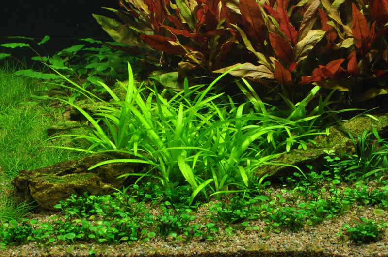 Tropica Sagittaria Subulata - 1-2-Grow!