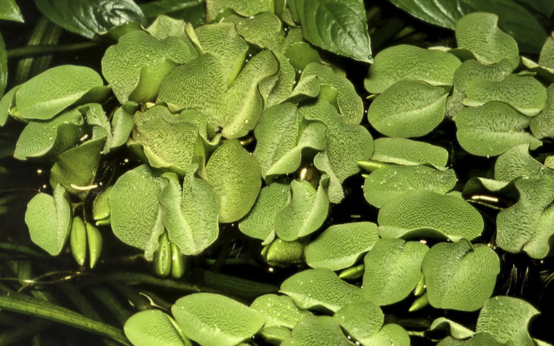 Tropica Salvinia Auriculata - 1-2-Grow!