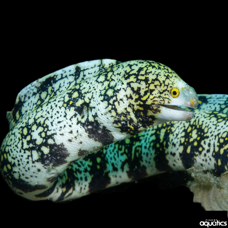Snowflake Eel