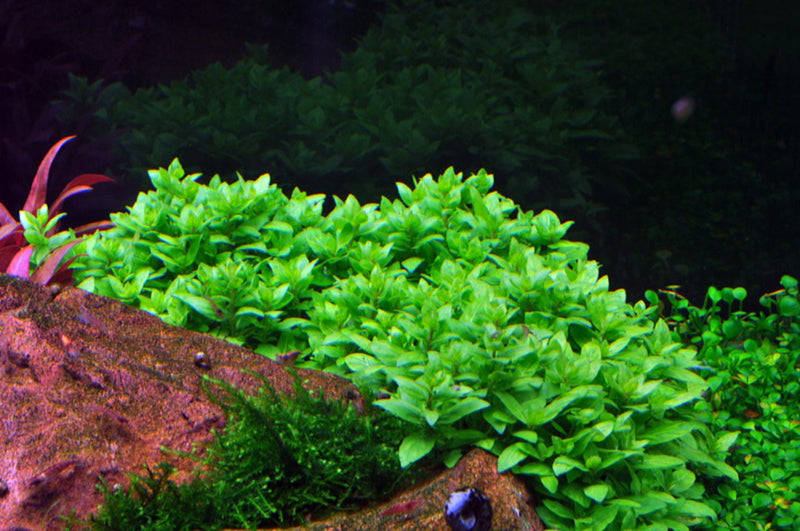 Tropica Staurogyne Repens - 1-2-Grow!