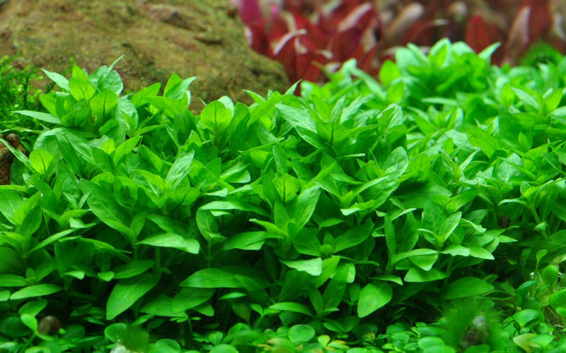 Tropica Staurogyne Repens - Standard Pot