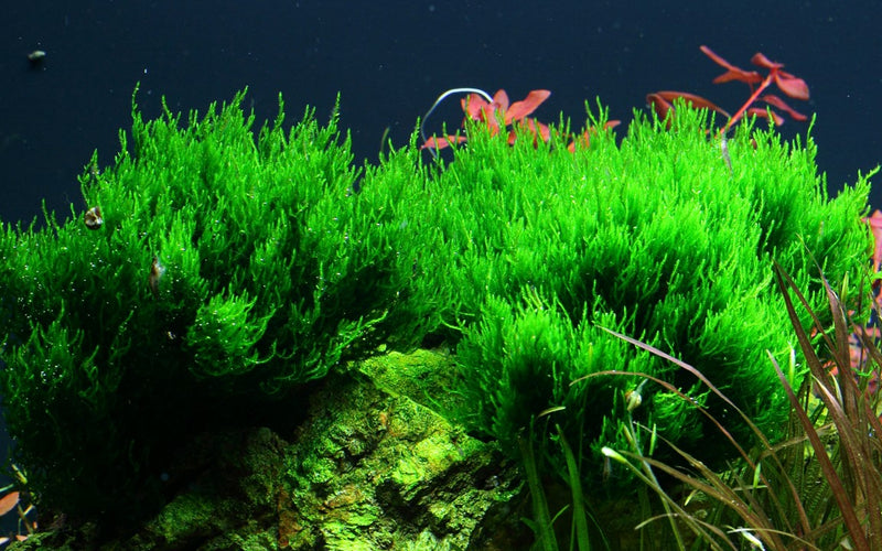 Tropica Taxiphyllum 'Flame' - 1-2-Grow!