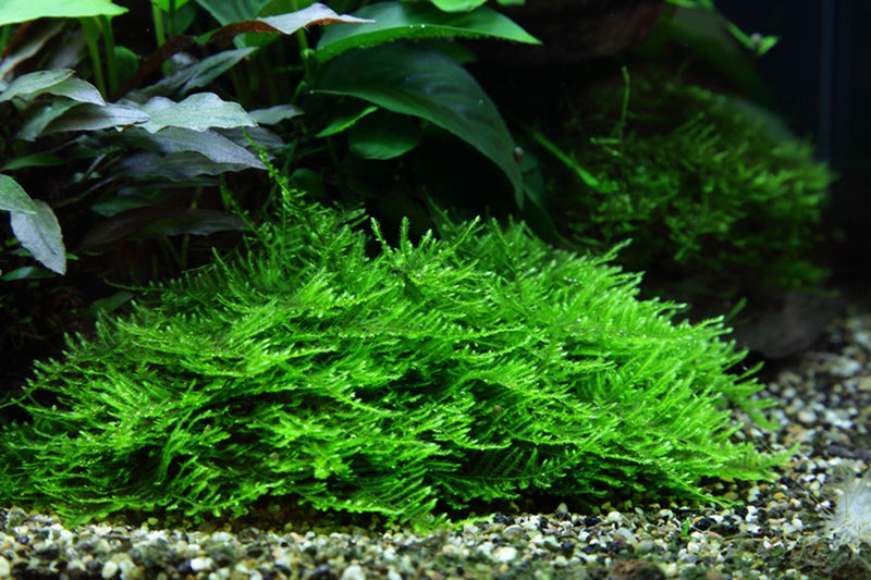 Tropica Taxiphyllum 'Spiky' - 1-2-Grow!