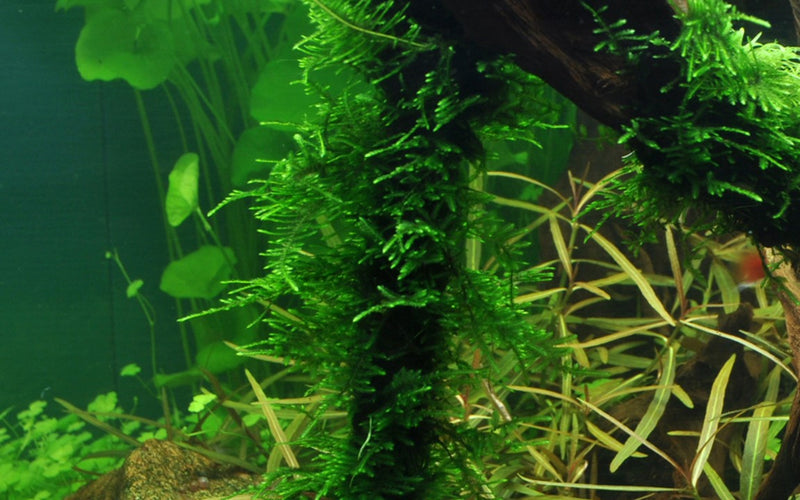 Tropica Taxiphyllum 'Spiky' - 1-2-Grow!