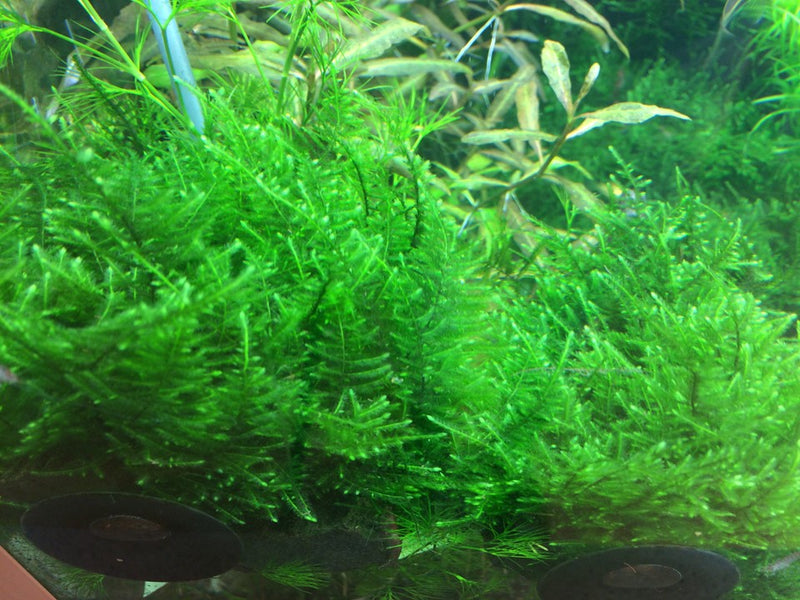 Tropica Taxiphyllum Alternans 'Taiwan' - 1-2-Grow!