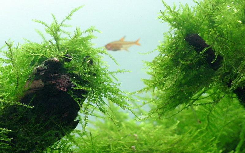 Tropica Taxiphyllum Barbieri - 1-2-Grow!
