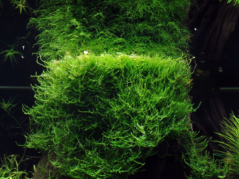 Tropica Taxiphyllum Barbieri - 1-2-Grow!
