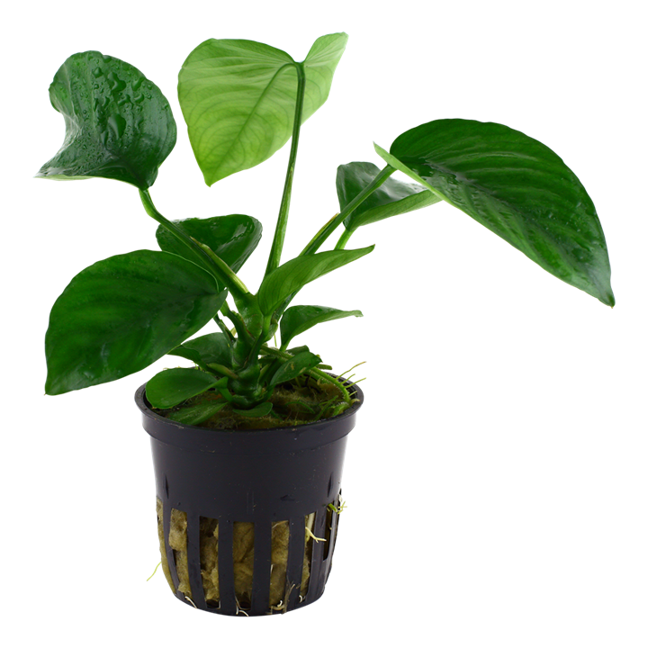 Tropica Anubias Barteri Caladiifolia - Standard Pot