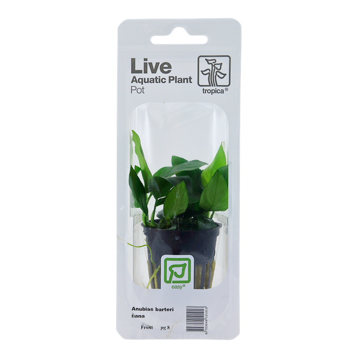 Tropica Anubias Barteri var. Nana - Standard Pot