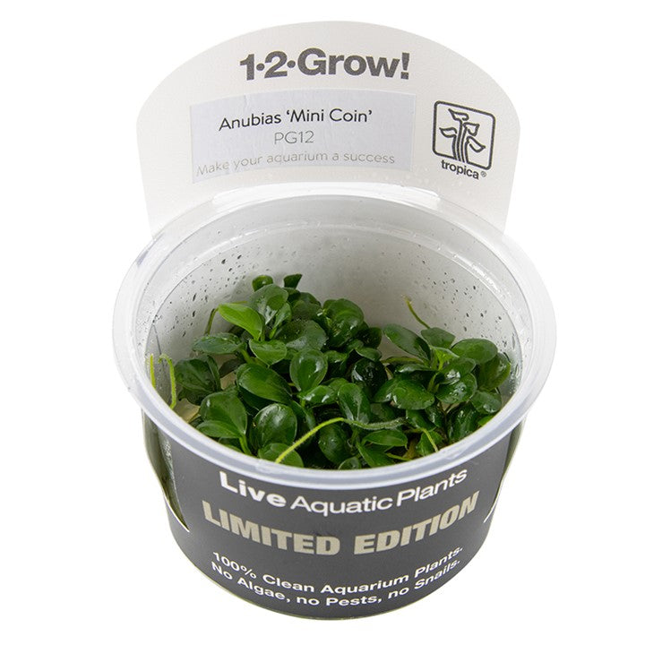 Tropica Anubias 'Mini Coin' Limited Edition - 1-2-Grow!