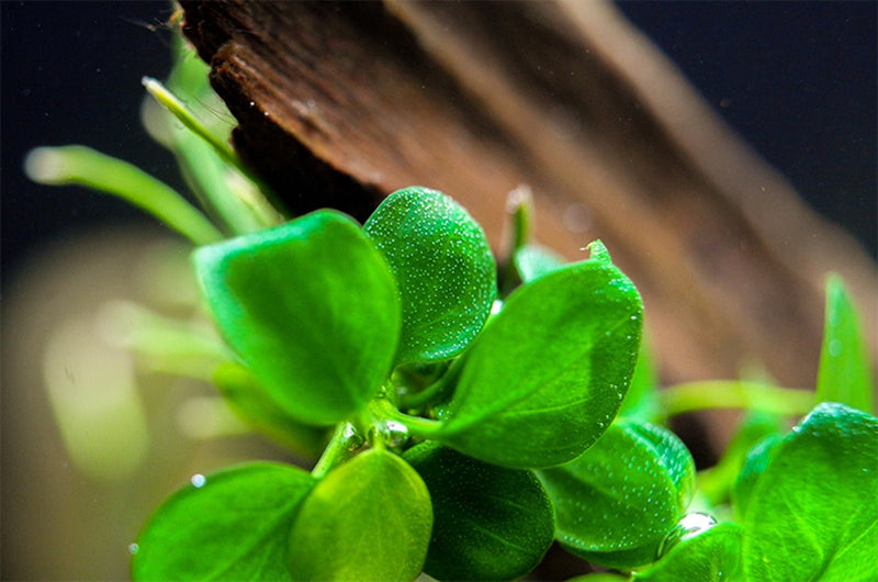 Tropica Anubias 'Mini Coin' Limited Edition - 1-2-Grow!