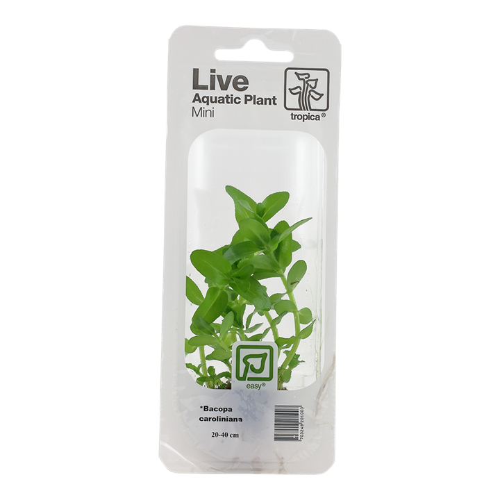 Tropica Bacopa Caroliniana - Mini Pot