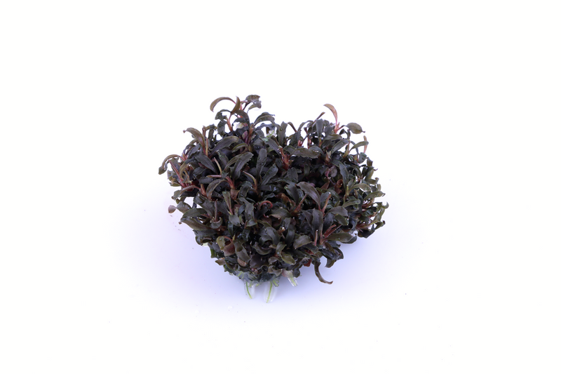 Tropica Bucephalandra 'Kedagang' - 1-2-Grow!