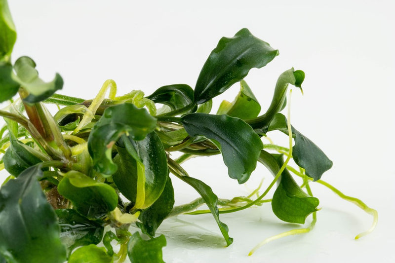 Tropica Bucephalandra Pygmaea 'Bukit Kelam'  - 1-2-Grow!