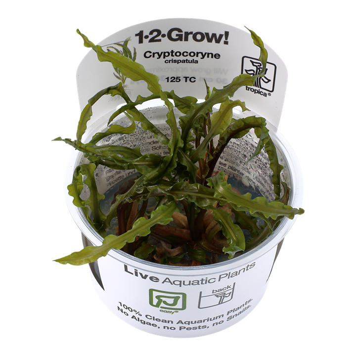 Tropica Cryptocoryne Crispatula - 1-2-Grow!