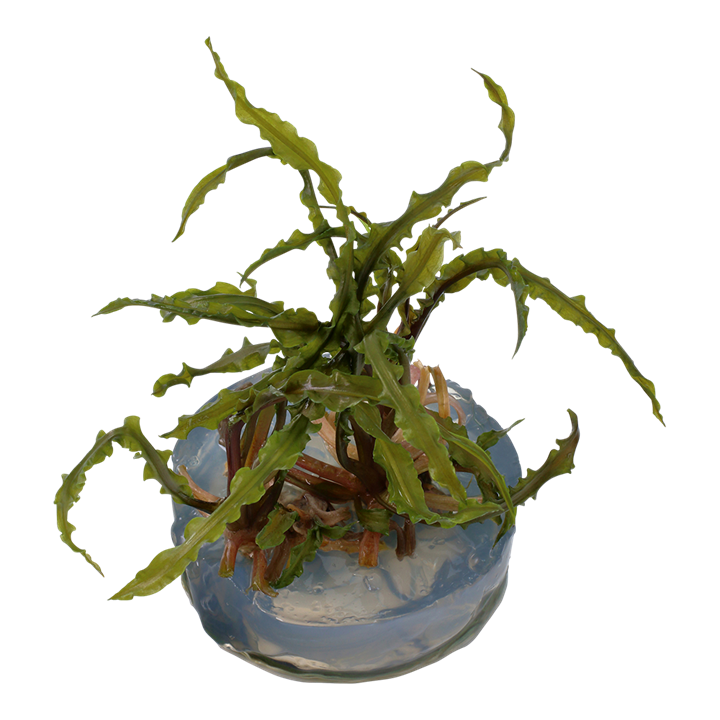 Tropica Cryptocoryne Crispatula - 1-2-Grow!