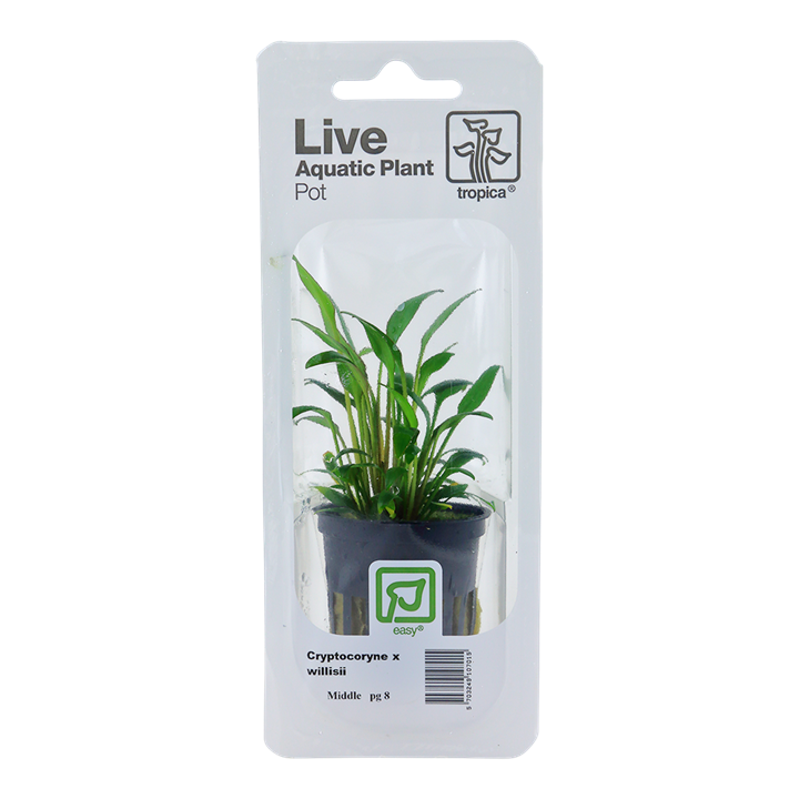 Tropica Cryptocoryne x Willisii - Standard Pot