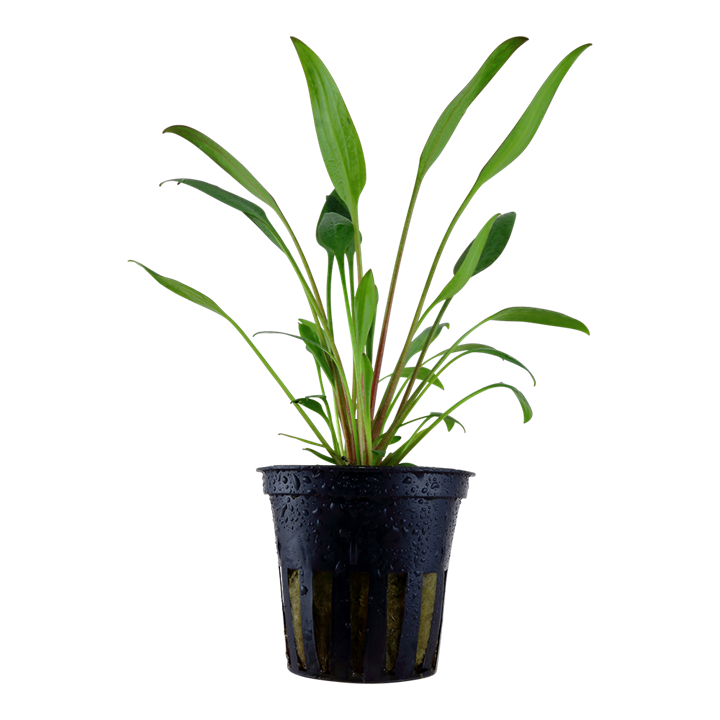 Tropica Cryptocoryne x Willisii - Standard Pot