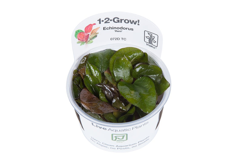 Tropica Echinodorus 'Reni' - 1-2-Grow!