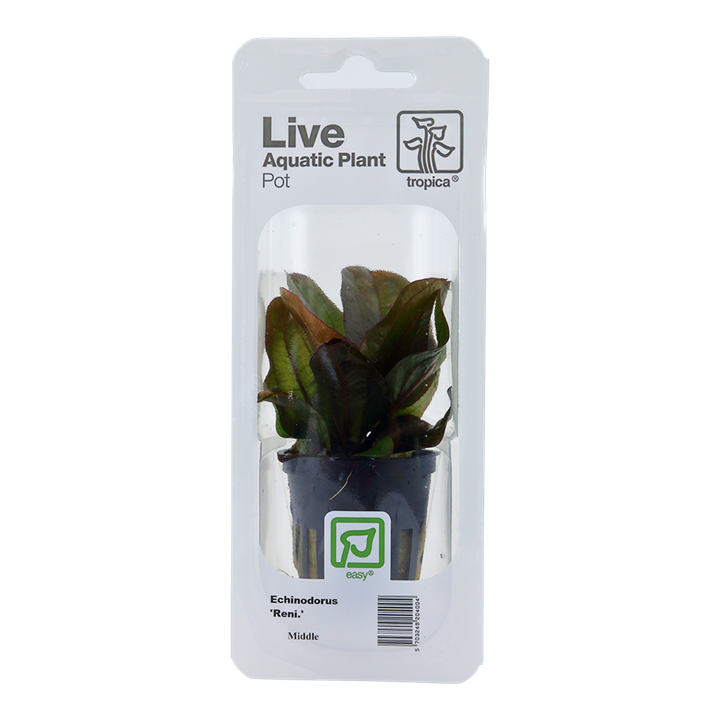 Tropica Echinodorus 'Reni' - Standard Pot