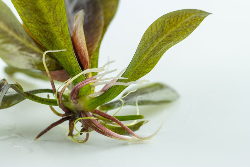 Tropica Echinodorus 'Reni' - 1-2-Grow!