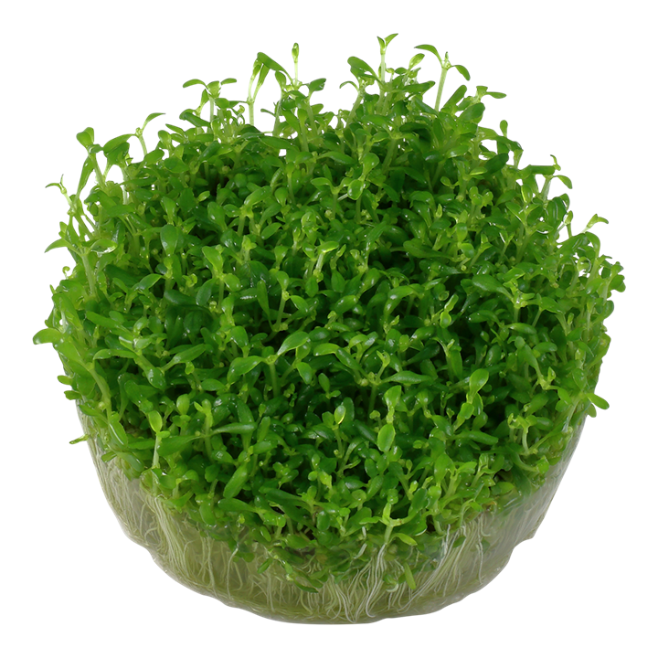 Tropica Elatine Hydropiper - 1-2-Grow!