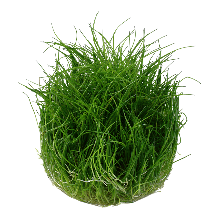Tropica Eleocharis Acicularis 'Mini' - 1-2-Grow!