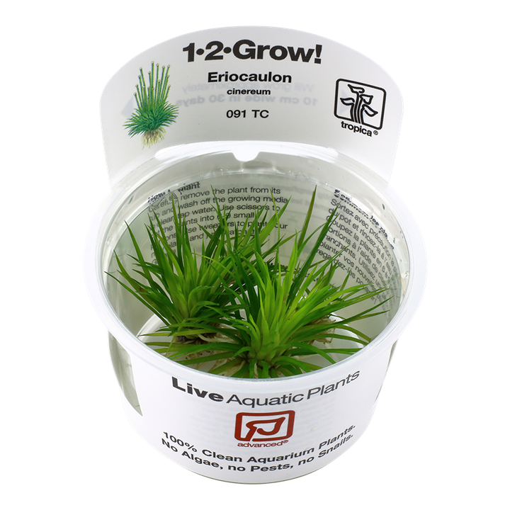 Tropica Eriocaulon Cinereum - 1-2-Grow!