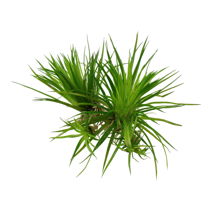Tropica Eriocaulon Cinereum - 1-2-Grow!
